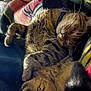 Mowgli joined the competition — help win amazing prizes! animal, blanket, cat, closeup, collar, comfort, cozy, cute, domestic_animal, feline, fur, indoor, nap, paws, pet, relaxation, rest, sleeping, tabby, whiskers