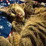 Mowgli joined the competition — help win amazing prizes! animal, blanket, cat, closeup, cozy, cute, domestic, feline, fur, holiday_theme, indoor, mammal, patterned_blanket, pet, relaxed, resting, sleeping, tabby, warm_lighting, whiskers