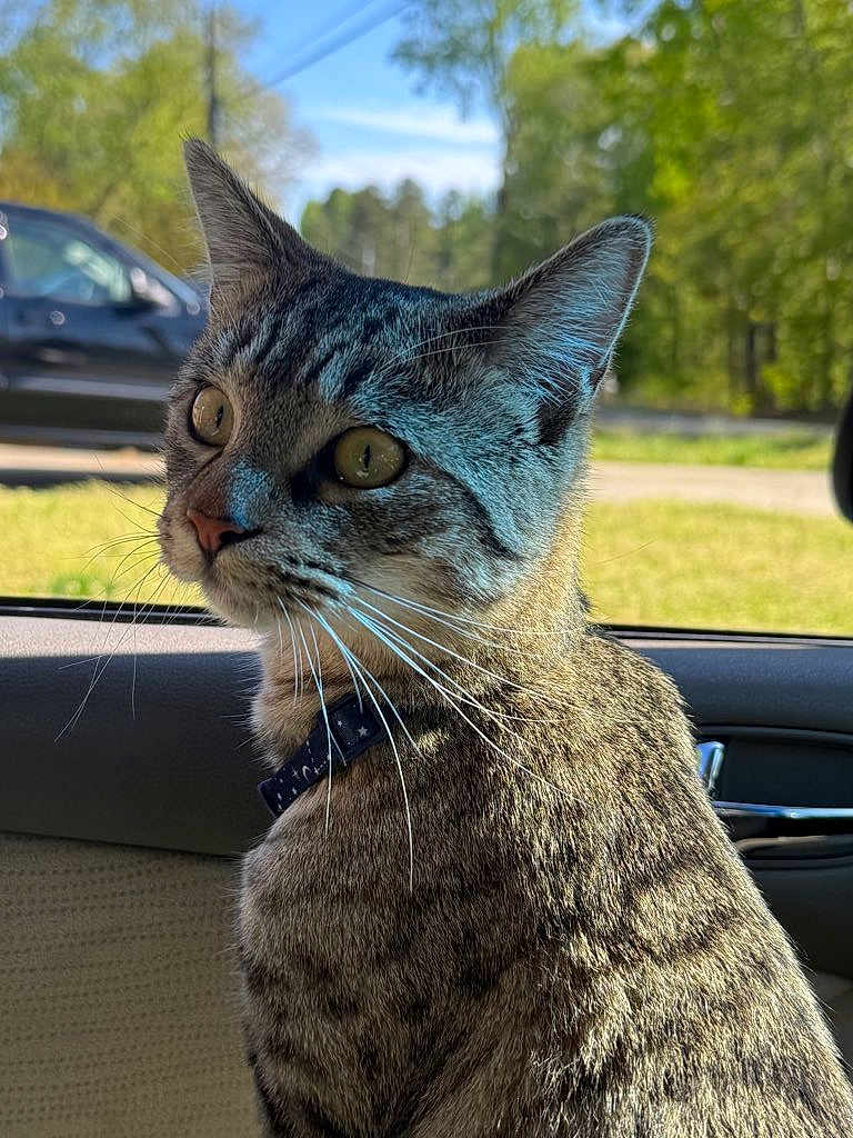 Mowgli