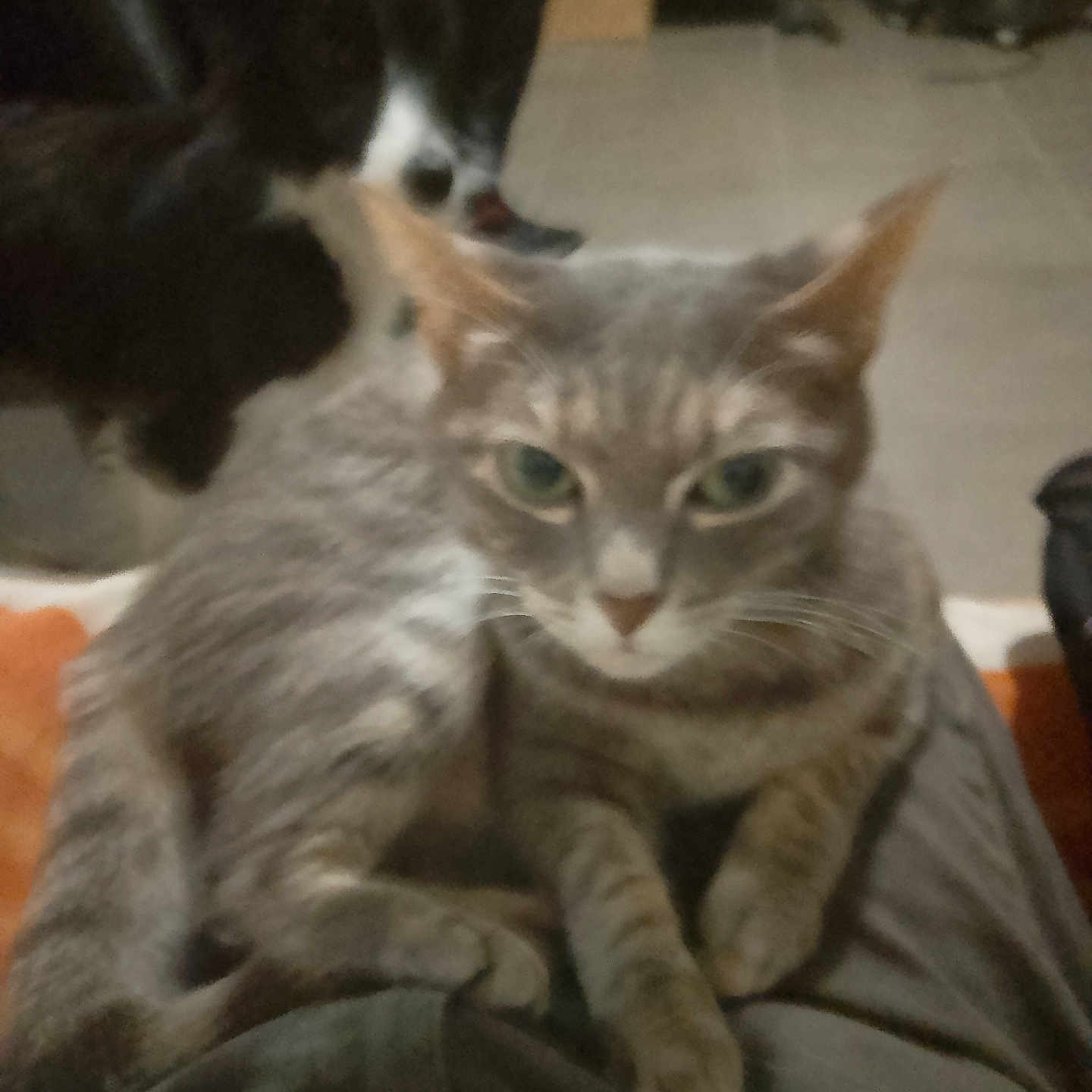 Gribouille a rejoint le concours — aidez-le/la à gagner de superbes lots ! animal, background, black_and_white_dog, blurred, canine, cat, companion, cozy, dog, feline, floor, friendship, gray_tabby, home, indoor, lap, person, pet, relaxed, resting