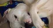 Rebel is registered to the contest to win money with this photo: dog, white_dog, blanket, spongebob, couch, indoors, pet, relaxed, lying_down, cozy, animal, canine, fur, snout, ears, cute, resting, sleepy, home, comfort