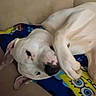 dog, white_dog, blanket, spongebob, couch, indoors, pet, relaxed, lying_down, cozy, animal, canine, fur, snout, ears, cute, resting, sleepy, home, comfort