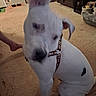 Rebel joined the competition — help win amazing prizes! dog, white_dog, indoor, carpet, pet, animal, harness, furniture, foot, home, canine, sitting, blurry, tilted_head, domestic, floor, room, casual, companion, household