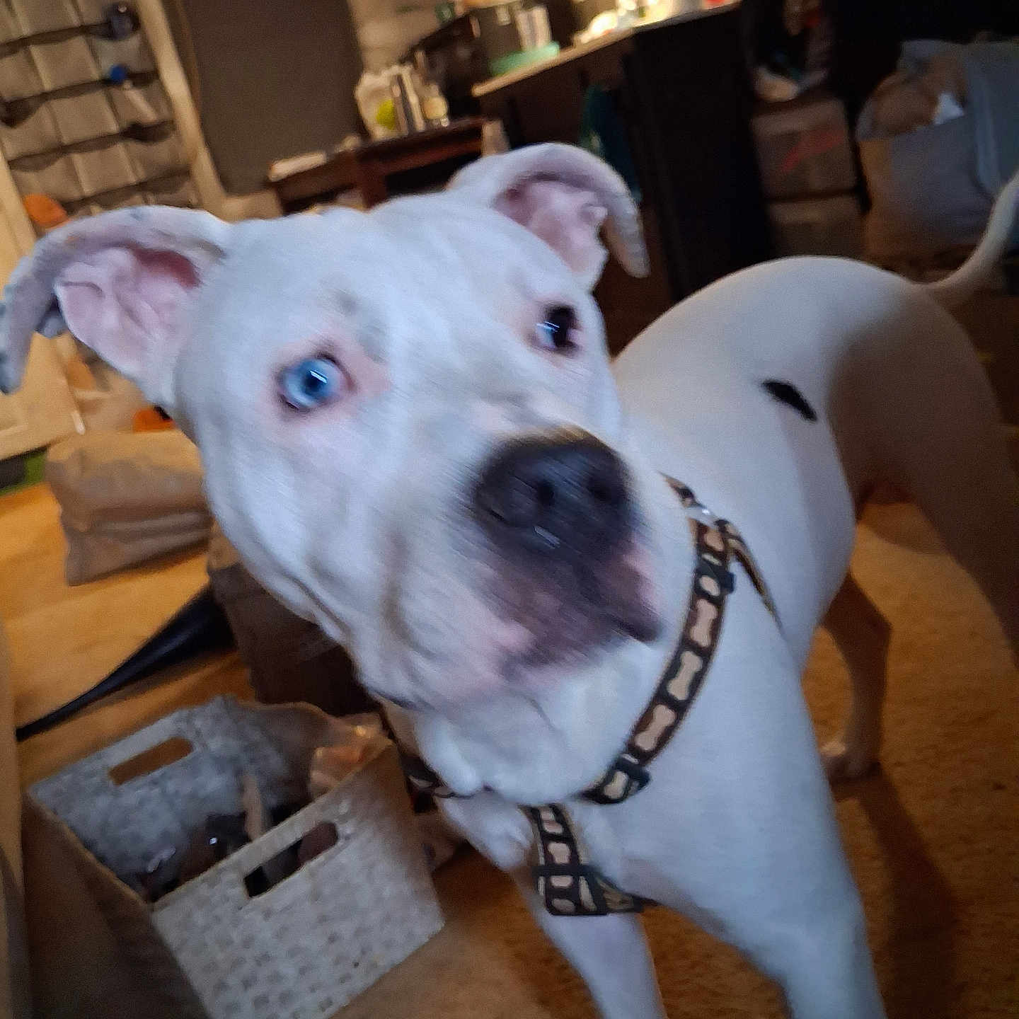 Rebel is registered to the contest to win money with this photo: dog, white_dog, blue_eyes, collar, indoor, carpet, basket, furniture, household, pet, curious, canine, spot, ears, tail, animal, domestic, closeup, background, living_room