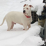 Rebel joined the competition — help win amazing prizes! dog, white_dog, snow, outdoor, winter, collar, pet, animal, vacuum_cleaner, eureka, snow_covered, garden, yard, standing, alert, cold, fence, background, winter_season, nature