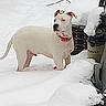 dog, white_dog, snow, outdoor, winter, collar, pet, animal, vacuum_cleaner, eureka, snow_covered, garden, yard, standing, alert, cold, fence, background, winter_season, nature
