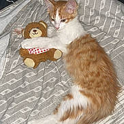 Bincks participe au concours pour gagner de l'argent avec cette photo : animal, bed, blanket, cat, comfort, cozy, cute, feline, fur, indoor, kitten, lying_down, orange_and_white, pet, resting, sleepy, striped_blanket, stuffed_animal, teddy_bear, young_cat