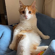 Bincks participe au concours pour gagner de l'argent avec cette photo : cat, orange_and_white, fluffy, pet, indoor, blanket, blue_blanket, toy, relaxed, curious, feline, animal, cute, cozy, resting, whiskers, ears, eyes, paw, fur