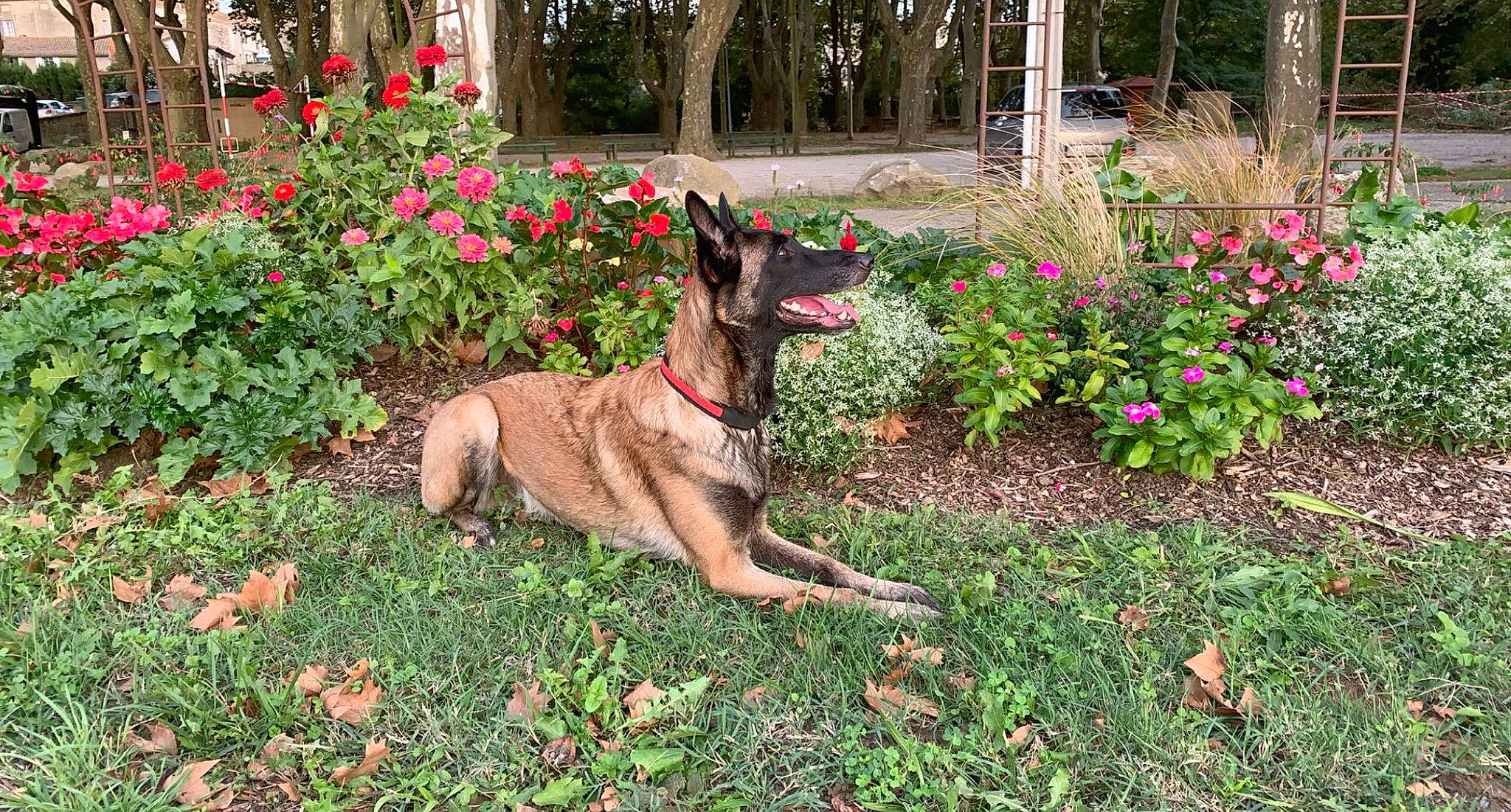 Mafia a rejoint le concours — aidez-le/la à gagner de superbes lots ! belgian_shepherd_malinois, canidae, carnivore, dog, dog_breed, dutch_shepherd_dog, fawn, flower, gladiolus, mammal, plant, rare_breed_dog, treeing_tennessee_brindle, vertebrate, working_dog