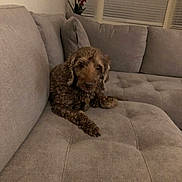 Dakota Rose Darrow joined the competition — help win amazing prizes! dog, couch, indoor, pet, furniture, curly_fur, gray, window, plant, flowers, relaxed, animal, household, cozy, domestic, companion, fur, canine, resting, living_room