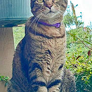 Trixie is registered to the contest to win money with this photo: cat, tabby, purple_collar, plant, pot, window, greenery, indoor, feline, pet, animal, whiskers, sitting, fur, ears, eyes, nature, sunlight, closeup, portrait