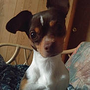 Gannon is registered to the contest to win money with this photo: dog, small_dog, pet, indoor, wood_paneling, blanket, couch, ears, curious, brown_and_white, seated, portrait, animal, cute, companion, furniture, home, cozy, looking, close_up