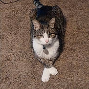 Tiger is registered to the contest to win money with this photo: abyssinian, accessories, animal, cat, computerhardware, couch, egyptiancat, electricaldevice, electronics, furniture, hardware, kitten, leash, manx, microphone, mouse, person, pet, sleeping, strap