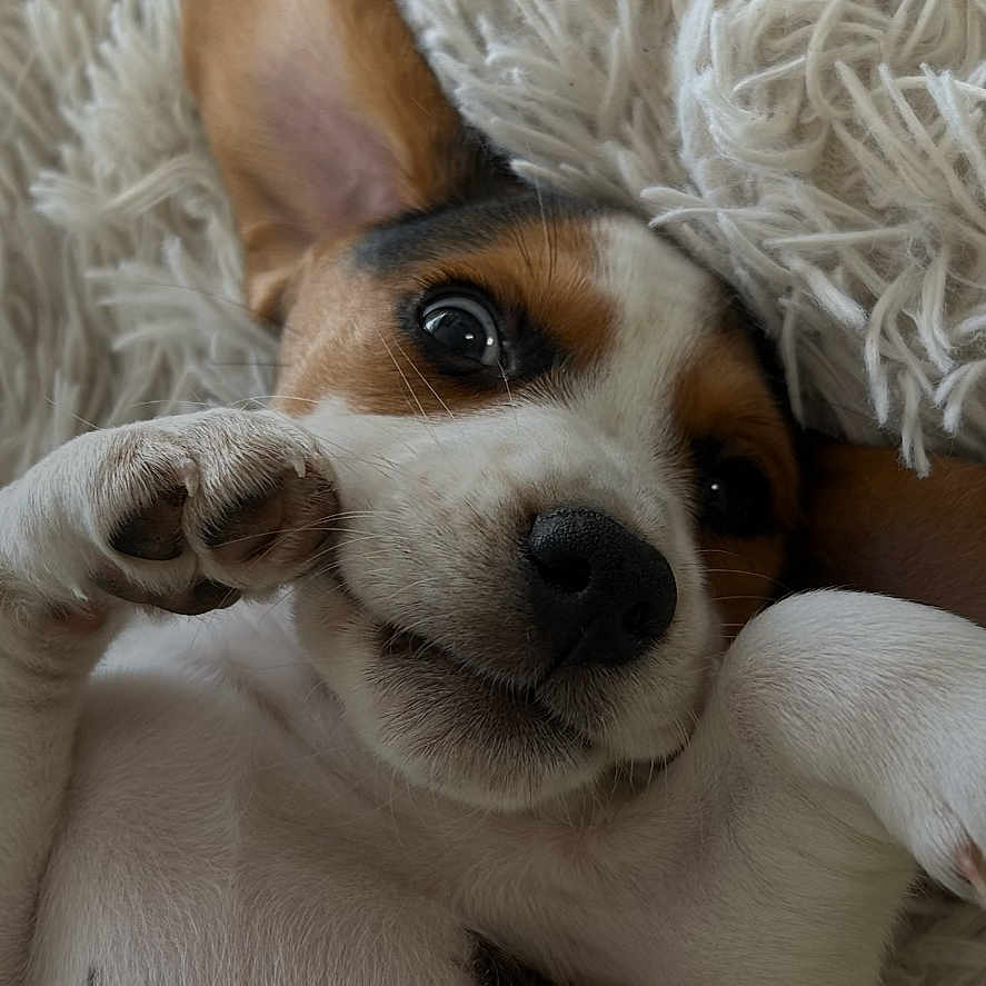 Louna