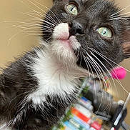 Calypso is registered to the contest to win money with this photo: animal_portrait, background_blur, black_and_white, cat, close_up, curious, cute, domestic_cat, feline, focused, green_eyes, indoor, indoor_lighting, kitten, pet, soft_fur, tuxedo_cat, whiskers, young_animal, young_pet