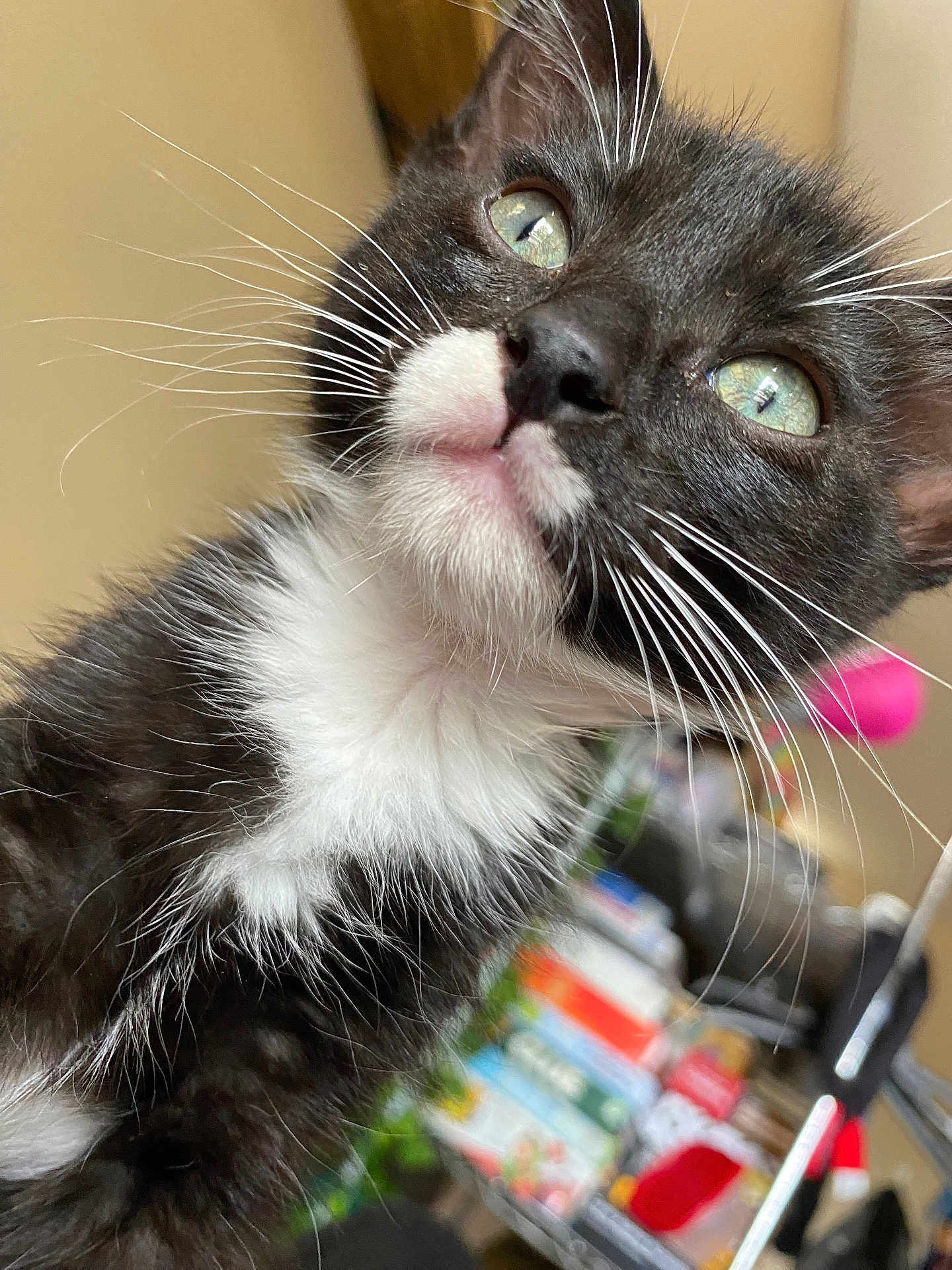Calypso
