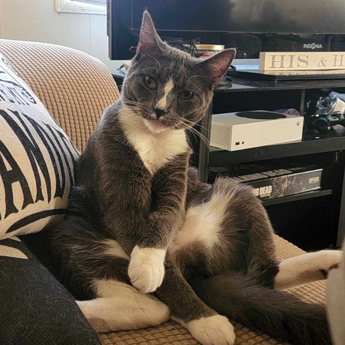 Lilith is registered to the contest to win money with this photo: animal, architecture, building, cat, chair, computerhardware, couch, cushion, electronics, furniture, hardware, homedecor, indoors, kitten, livingroom, monitor, pet, room, screen, tv