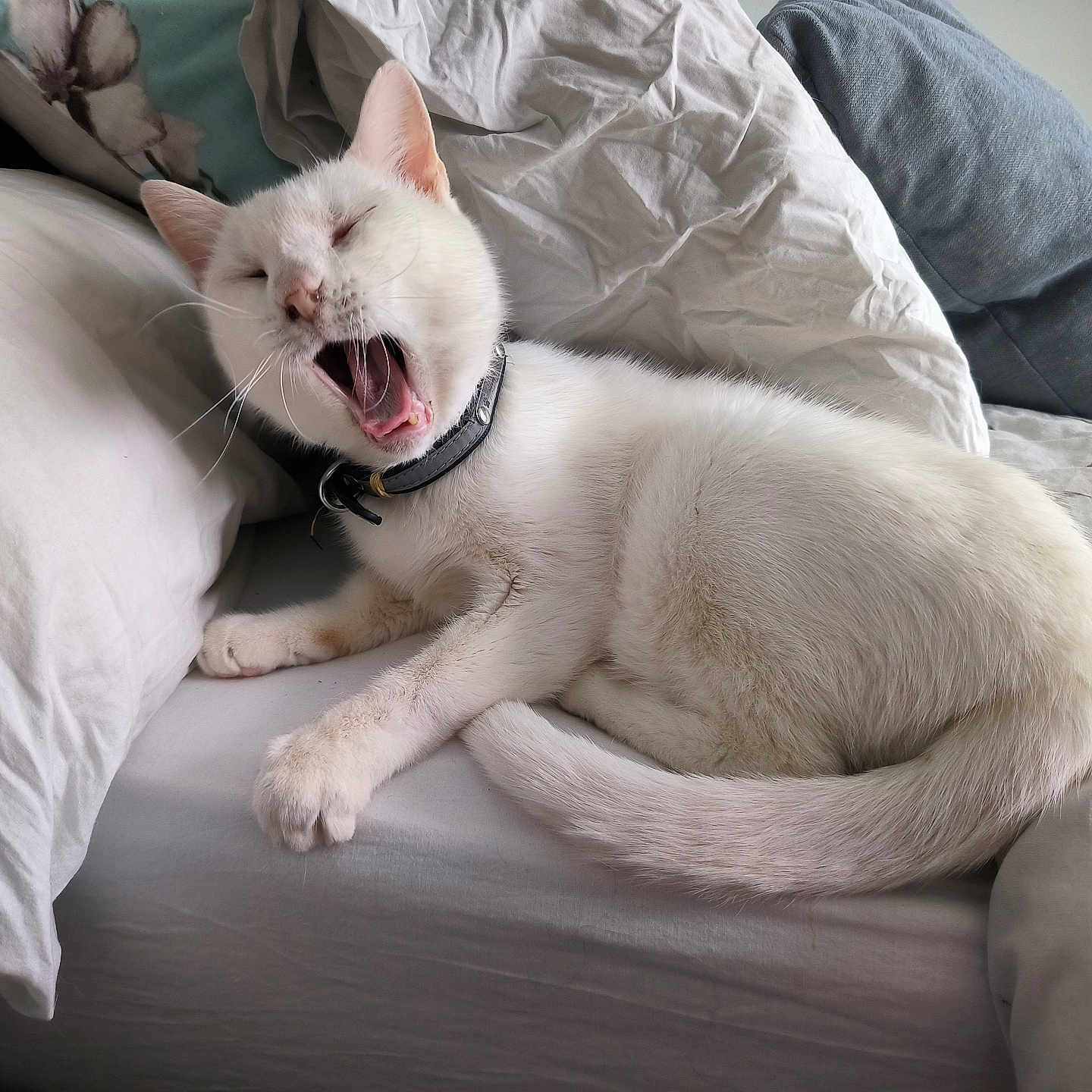 Olaf
