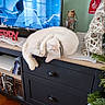 Olaf a rejoint le concours — aidez-le/la à gagner de superbes lots ! black_furniture, cabinet, cat, cozy, curled_up, decorative_tree, festive, floor_tiles, greenery, holiday_decor, indoor, jar, merry_christmas_sign, pet, reflection, relaxing, sleeping, television, white_cat, wooden_furniture