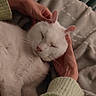 Olaf a rejoint le concours — aidez-le/la à gagner de superbes lots ! bed, blanket, cat, closeup, comfort, cozy, cute, domestic_animal, feline, gentle, hands, human_hands, indoor, pet, relaxing, resting, sleeping, soft, warm, white_cat