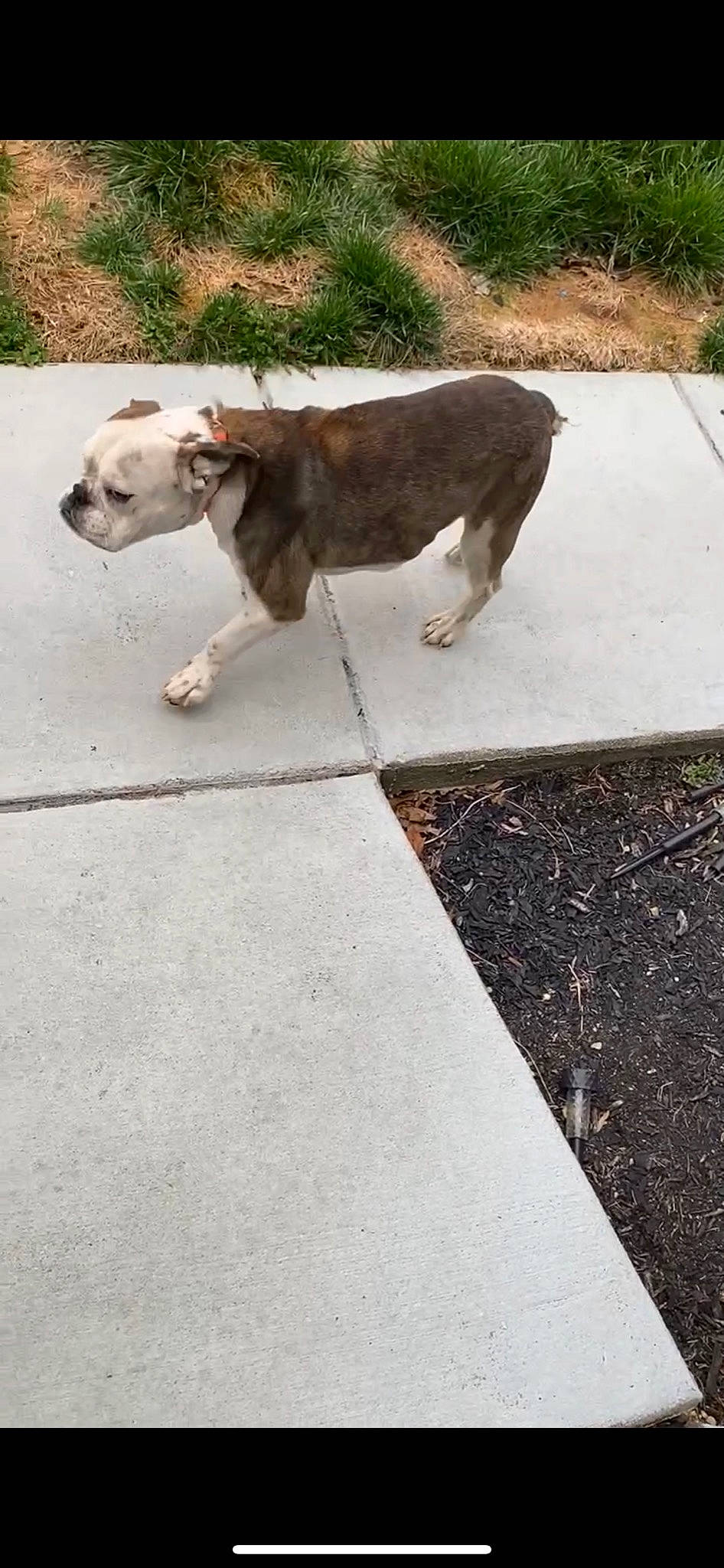 Huncho is registered to the contest to win money with this photo: asphalt, carnivore, collar, companion_dog, dog, dog_breed, dog_collar, grass, leash, paw, pet_supply, plant, road, road_surface, sidewalk, snout, street_dog, tail, terrestrial_animal, working_animal