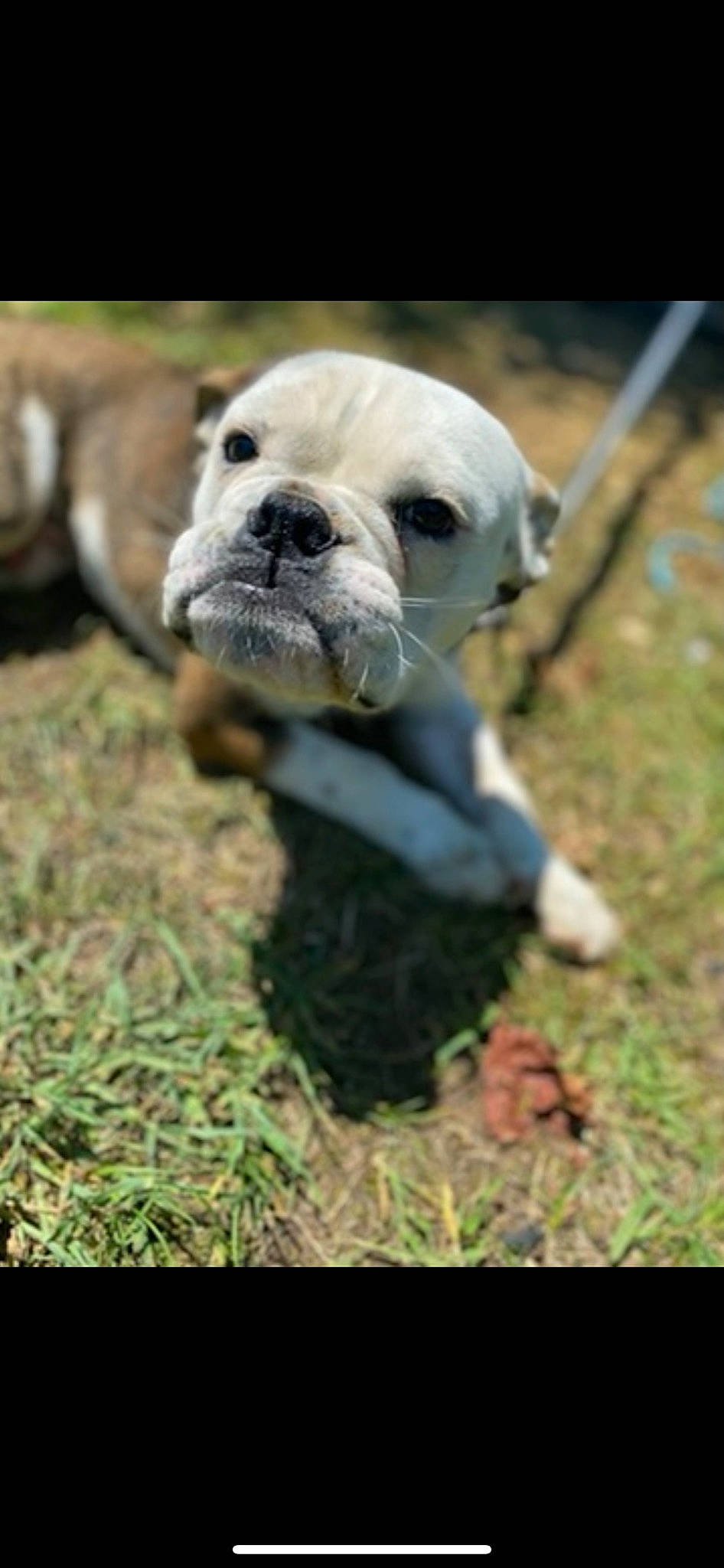 Huncho is registered to the contest to win money with this photo: ancient_dog_breeds, bulldog, canidae, carnivore, companion_dog, dog, dog_breed, fawn, grass, molosser, non_sporting_group, plant, snout, sporting_group, terrestrial_animal, toy_dog, whiskers, white_english_bulldog, working_animal, wrinkle