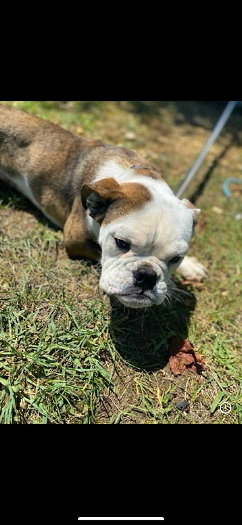 Huncho is registered to the contest to win money with this photo: bulldog, carnivore, collar, companion_dog, dog, dog_breed, dog_collar, dog_supply, fawn, fur, grass, mammal, pet_supply, plant, soil, terrestrial_animal, toy_dog, whiskers, working_animal, wrinkle