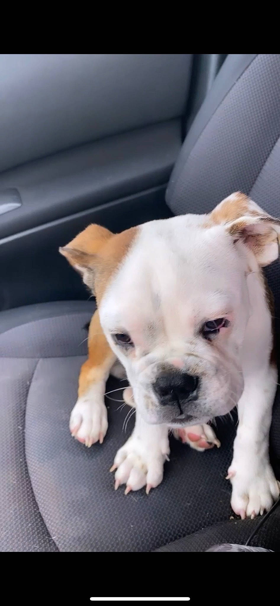 Huncho is registered to the contest to win money with this photo: bulldog, canidae, carnivore, collar, comfort, companion_dog, dog, dog_breed, dog_collar, ear, fawn, non_sporting_group, puppy_love, snout, sporting_group, toy_dog, whiskers, working_animal, wrinkle