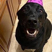 Zeus is registered to the contest to win money with this photo: dog, black_dog, party_hat, purple_hat, smiling, teeth, floor, tile_floor, cabinet, wooden_cabinet, indoor, pet, animal, happy, looking_up, cat, tabby_cat, background, celebration, polka_dots