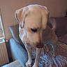 dog, labrador, cream_colored, sitting, sleepy, indoors, couch, blanket, paws, floppy_ears, pet, portrait, home, furniture, radiator, window, soft_lighting, closeup, relaxed, animal