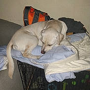 Atlas a rejoint le concours — aidez-le/la à gagner de superbes lots ! dog, sleeping, white_dog, pet, animal, curled_up, blanket, bedding, crate, cage, indoors, home, couch, backpack, clothing, resting, relaxed, short_hair, tail, cozy