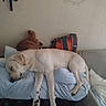 dog, cat, sleeping, lying_down, bed, bedroom, pillows, blanket, white_dog, ginger_cat, pets, indoors, resting, relaxed, sprawled, animal, furniture, wall, bag, cozy