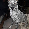 Orka a rejoint le concours — aidez-le/la à gagner de superbes lots ! australian_cattle_dog, australian_stumpy_tail_cattle_dog, canidae, carnivore, dog, dog_breed, herding_dog, koolie, mammal, rare_breed_dog, snout, sporting_group, street_dog, texas_heeler, vertebrate, whiskers, working_dog