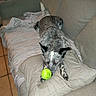 dog, canine, speckled_coat, tennis_ball, toy, couch, sofa, blanket, indoor, home, living_room, pet, lying_down, playing, resting, pointed_ears, black_and_white, green_ball, furniture, photograph