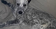 Orka participe au concours pour gagner de l'argent avec cette photo : australian_cattle_dog, australian_stumpy_tail_cattle_dog, canidae, carnivore, dog, dog_breed, mammal, snout, sporting_group, street_dog, texas_heeler, working_dog