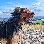 Thales participe au concours pour gagner de l'argent avec cette photo : dog, outdoor, sunny, happy, tongue_out, fur, collar, rocky_terrain, grass, blue_sky, clouds, nature, pet, canine, landscape, daytime, scenic, smiling, animal, leisure
