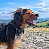 dog, outdoor, sunny, happy, tongue_out, fur, collar, rocky_terrain, grass, blue_sky, clouds, nature, pet, canine, landscape, daytime, scenic, smiling, animal, leisure