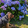 Thales participe au concours pour gagner de l'argent avec cette photo : dog, grass, flower, hydrangea, bush, outdoor, nature, sunlight, plant, garden, greenery, pet, animal, canine, fur, collar, leash, summer, peaceful, side_view