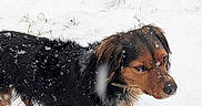 Thales participe au concours pour gagner de l'argent avec cette photo : dog, snow, animal, outdoor, winter, pet, fur, black, brown, nature, cold, grass, snowflakes, muzzle, ears, canine, portrait, standing, background, daylight