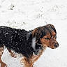 dog, snow, animal, outdoor, winter, pet, fur, black, brown, nature, cold, grass, snowflakes, muzzle, ears, canine, portrait, standing, background, daylight