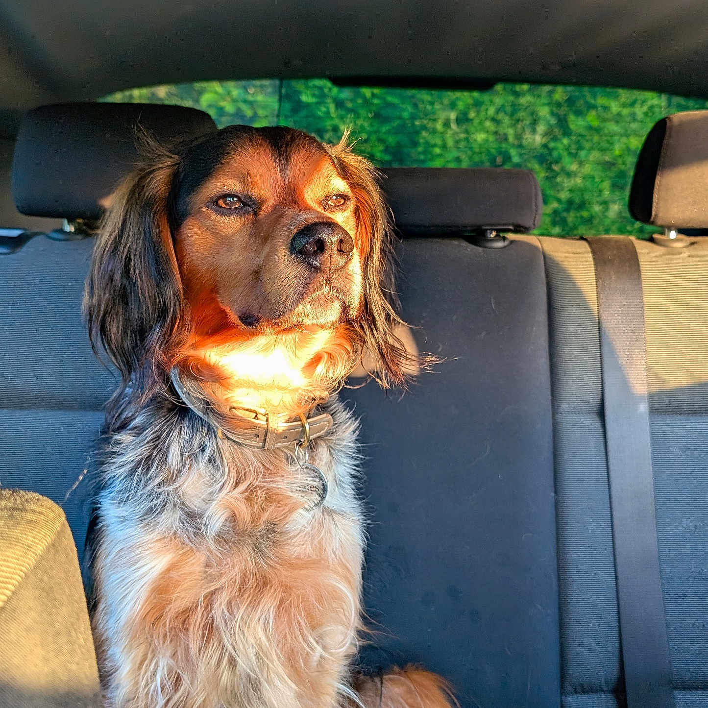 Thales participe au concours pour gagner de l'argent avec cette photo : dog, car_interior, seatbelt, sunlight, golden_hour, backseat, fur, pet, animal, calm, sitting, portrait, window, headrest, collar, nature_outside, daylight, domestic_animal, companion, canine