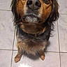 Thales a rejoint le concours — aidez-le/la à gagner de superbes lots ! dog, pet, animal, brown_fur, black_fur, looking_up, floor, tile_floor, indoor, curious, sitting, canine, fur, ears, eyes, snout, whiskers, collar, domestic_animal, companion