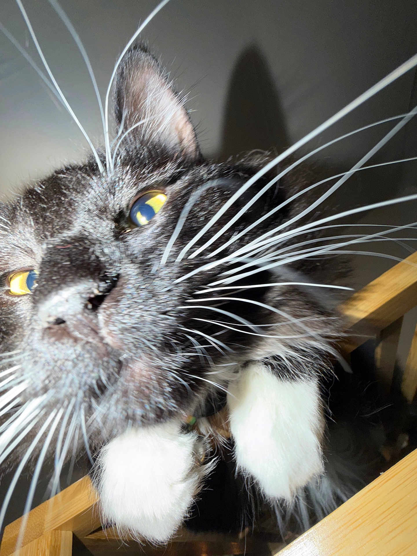 Mr. Man is registered to the contest to win money with this photo: cat, tuxedo_cat, close_up, whiskers, white_paws, yellow_eyes, flash, indoor, portrait, feline, curious, macro, fur_texture, black_fur, playful, pet, paws, wooden_surface, shadow, nose