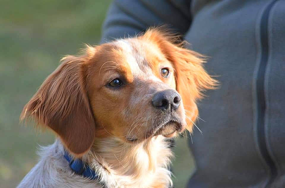 Ritchy participe au concours pour gagner de l'argent avec cette photo : canidae, carnivore, companion_dog, dog, dog_breed, fawn, fur, grass, gun_dog, hunting_dog, liver, plant, puppy, spaniel, sporting_group, terrestrial_animal, whiskers, working_dog