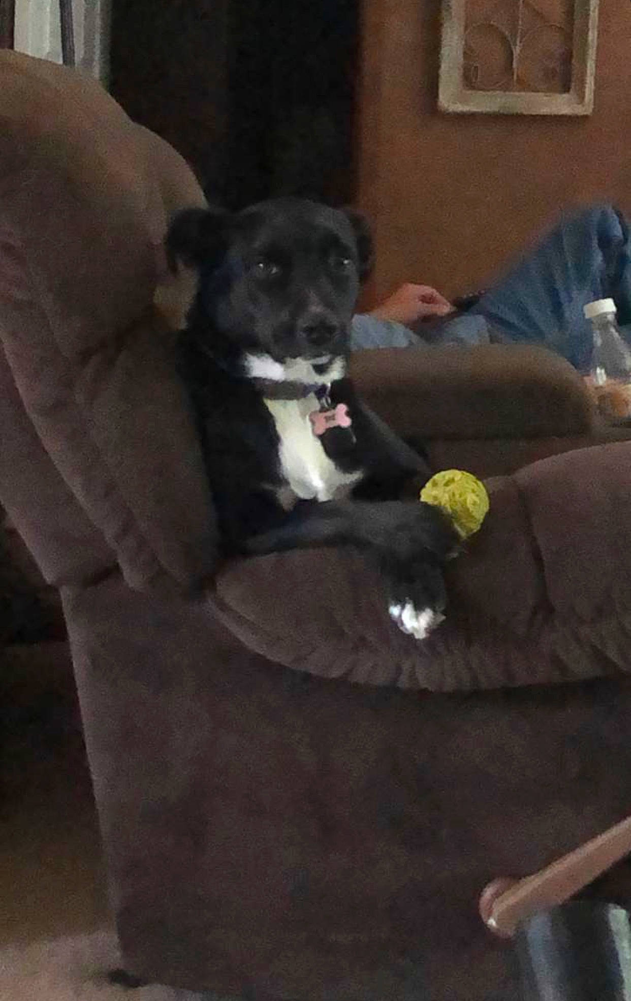 Maggie is registered to the contest to win money with this photo: borador, canidae, carnivore, chair, companion_dog, couch, dog, dog_breed, furniture, schipperke, sporting_group