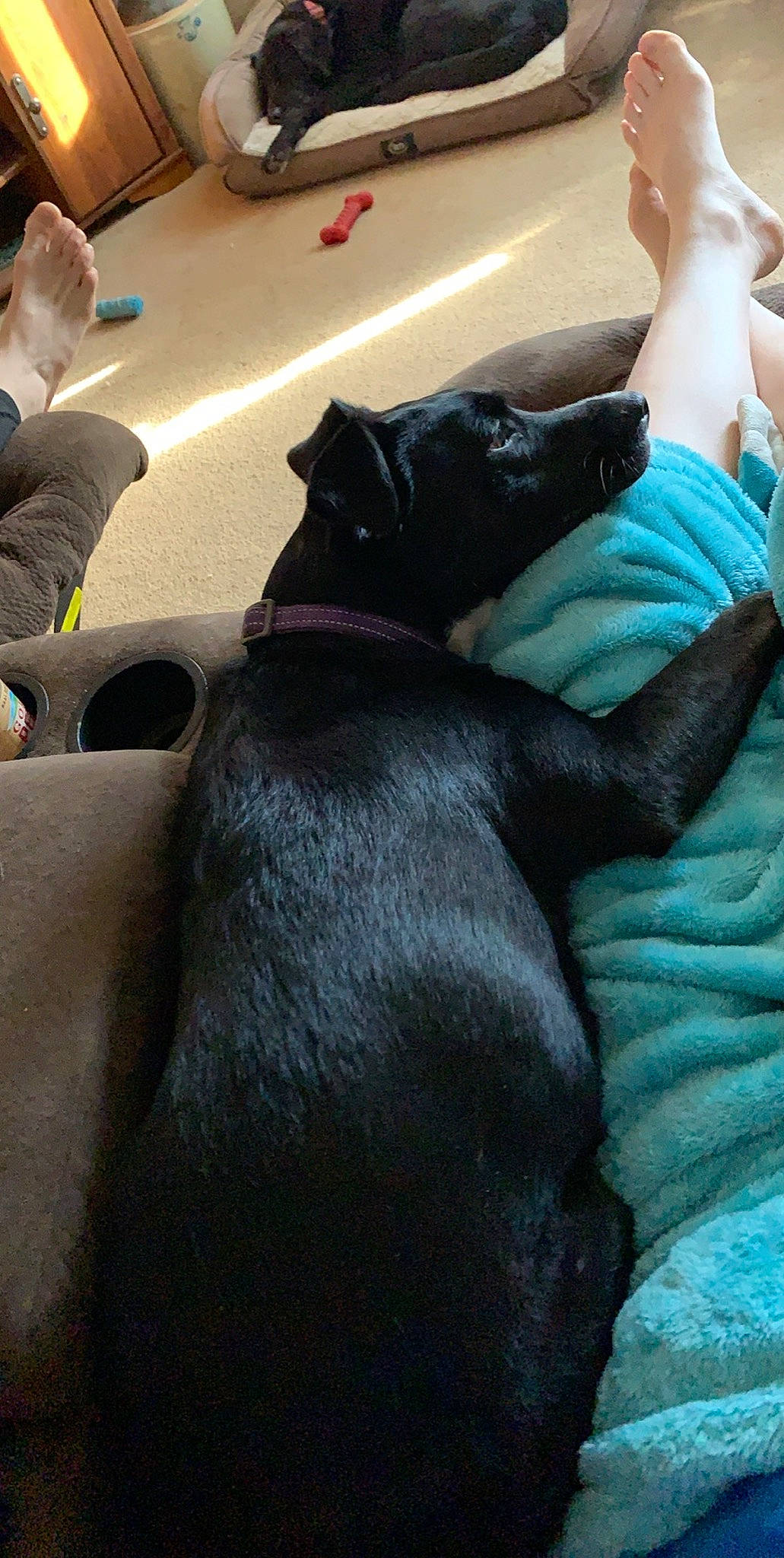 Maggie joined the competition — help win amazing prizes! canidae, carnivore, companion_dog, dog, dog_breed, guard_dog, leg, non_sporting_group, sporting_group