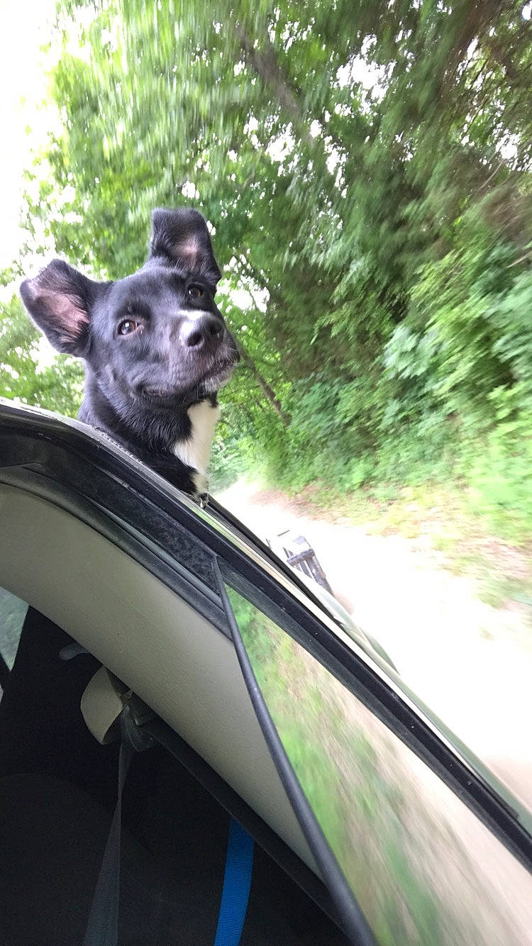 Maggie is registered to the contest to win money with this photo: auto_part, canidae, car, carnivore, companion_dog, dog, dog_breed, plant, snout, sporting_group, tree, vehicle, window