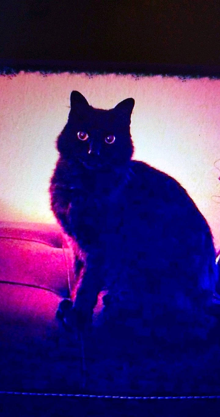 Ninja participe au concours pour gagner de l'argent avec cette photo : black_cat, carnivore, cat, darkness, domestic_short_haired_cat, electric_blue, eye, felidae, fur, magenta, pink, purple, sky, small_to_medium_sized_cats, snout, tail, tints_and_shades, violet, whiskers, window