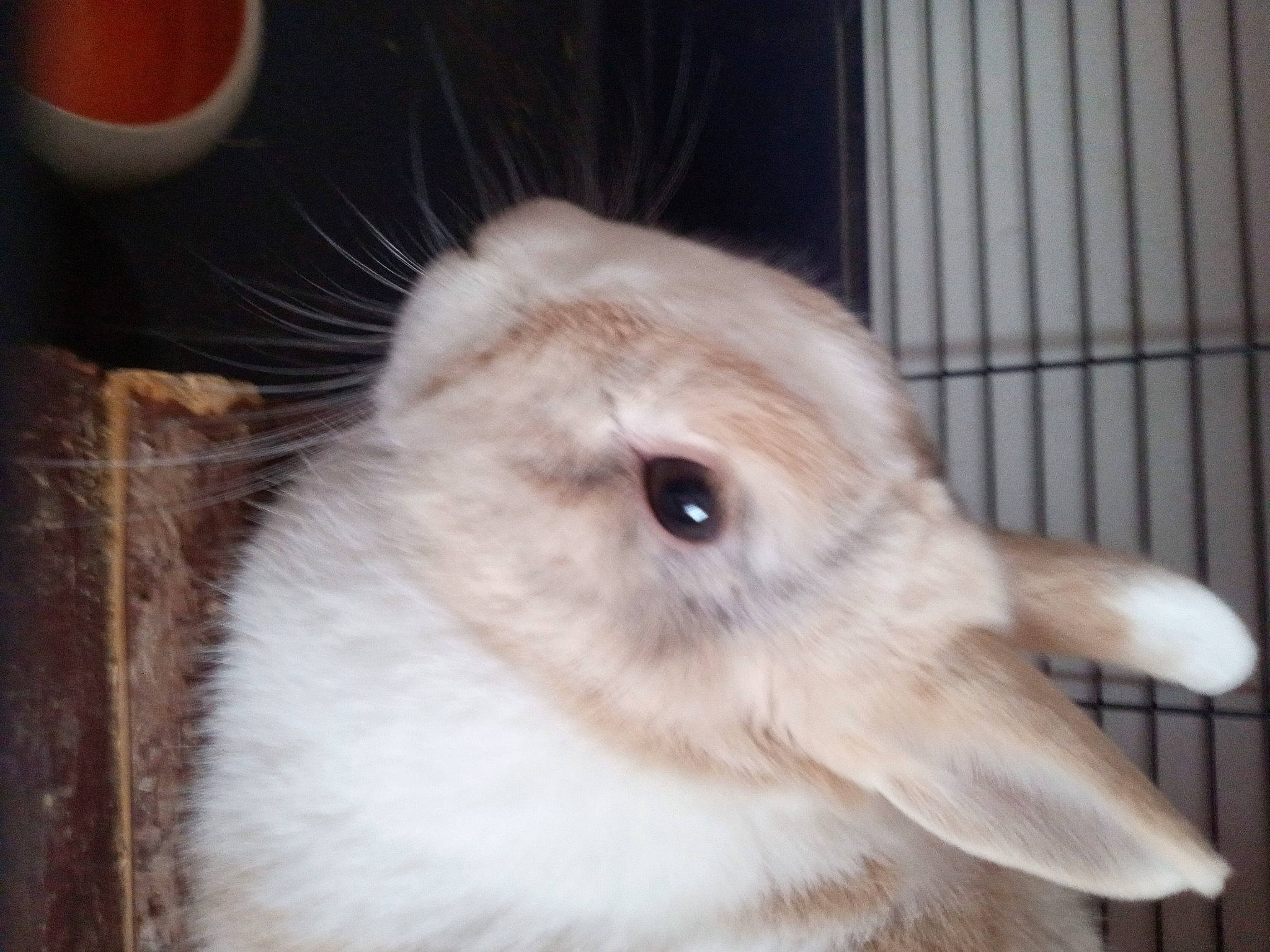 Léo a rejoint le concours — aidez-le/la à gagner de superbes lots ! angora_rabbit, animal_shelter, cage, domestic_rabbit, ear, event, fawn, felidae, fur, hare, pet_supply, rabbit, rabbits_and_hares, service, snowshoe_hare, terrestrial_animal, whiskers, wildlife, wood