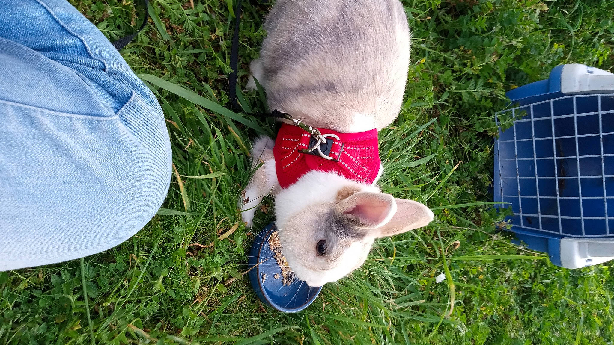Léo participe au concours pour gagner de l'argent avec cette photo : carnivore, collar, companion_dog, dog_breed, fashion_accessory, fawn, felidae, foot, fur, fur_clothing, grass, human_leg, mammal, plant, small_to_medium_sized_cats, snout, sporting_group, tail, whiskers, wool